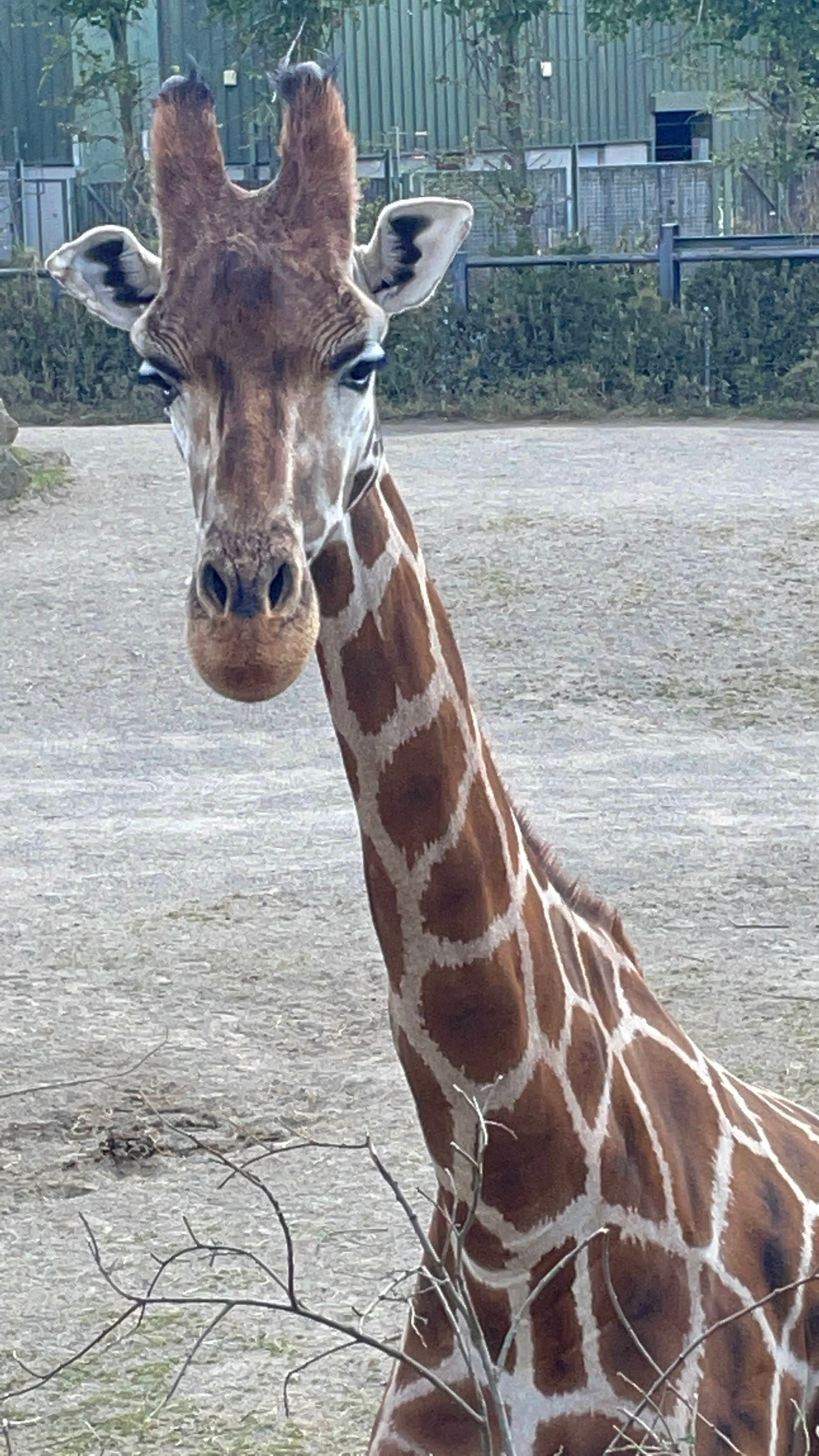 Giraffe